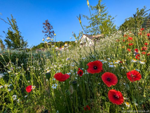 Bielsko-Biała - ogród dużych drzew