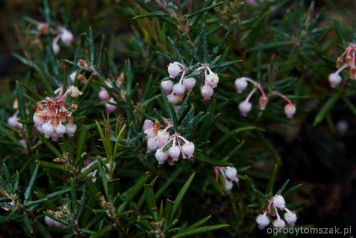 ogrodytomszak biery Andromeda polifolia IMG 0419