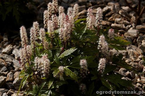tiarella, kora kamienna