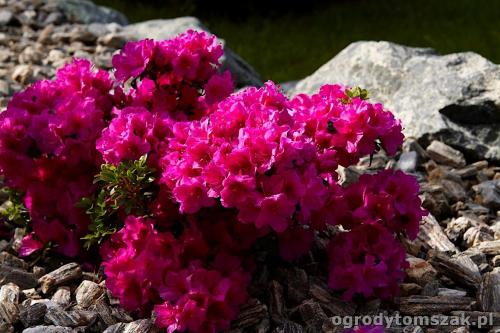 azalia miniaturowa, kora, kamienna, serpentynit