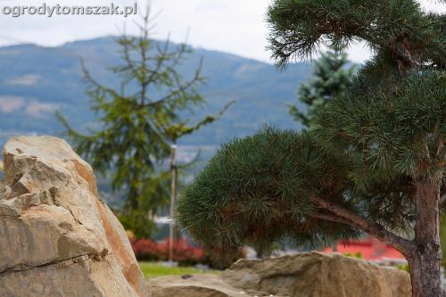 wilkowice mikuszowice lodygowice bystra ogrod murki piaskowiec trawnik schody piwniczka formowanie terenu skarpy IMG 8075